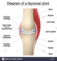 Synovial Joint Chart Labeled Anatomy Infographic With Two