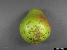 pear scab pome fruits fruit and nut