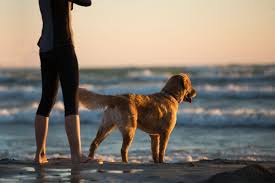 top 10 places to walk your dog on the obx