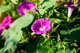 Houseplants which bloom more or less continuously. Morning Glory Flower Plant Types How To Grow And Care Florgeous