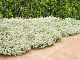 how to plant care for sweet alyssum