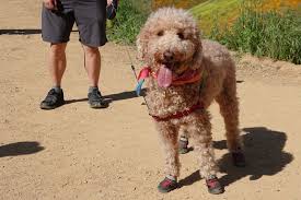 dog shoes for summer protection for