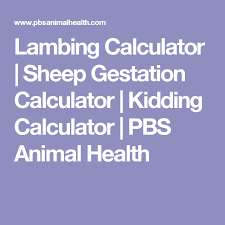 Lamb And Kid Stomach Feeding Kit Health Advice Rations