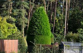 18 Fast Growing Evergreen Trees For A