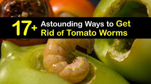 Astounding Ways To Get Rid Of Tomato Worms