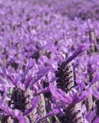 Lavandula stoechas, the most fragrant lavender – planting, care ...
