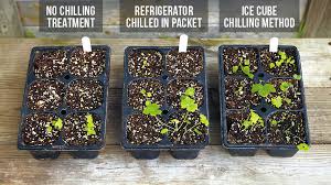 Cover them with a very thin layer of fine soil or just press them into the soil by stepping on them for smaller jobs and using a weighted roller for bigger jobs. How To Prechill Seeds Garden Gate