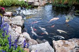 24 stunning koi pond design ideas