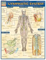 8100 25 Lymphatic System Chart