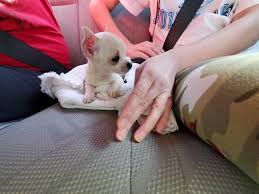 You've watched them grow each week, and now it's time to say good bye. Just Picked Up Chihuahua Puppy 8 Weeks Old Chihuahua