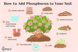 how to add phosphorus to soil 8