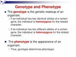 ppt genotype and phenotype powerpoint