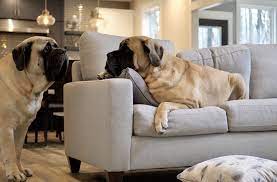 how to keep dogs off couch 5 tips