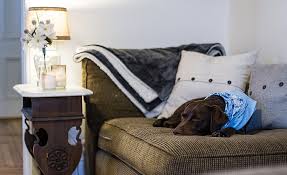 5 best dog couch covers protect your