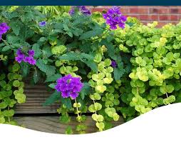 Trailing Plants For Container Gardens