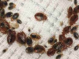 cleaning business with bed bug eradication