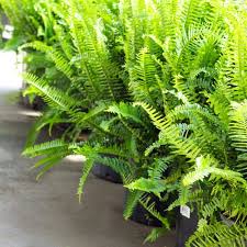 All About Kimberly Queen Ferns