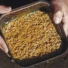 how to get maggots out of carpet ehow uk