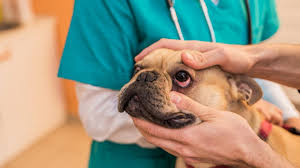 blepharitis in dogs petmd