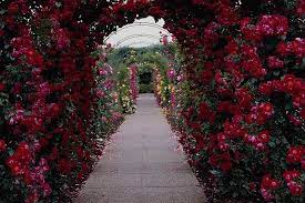 Rose Garden Background 1743 Hd