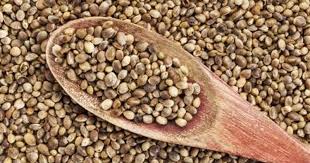 what are hemp seeds hemp seeds oil