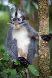 thomas s leaf monkey presbytis thomasi