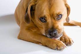 why do dogs chew or bite their paws