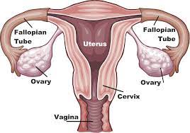 Endometriosis is a condition where tissue similar to the lining of the uterus (the endometrial stroma and glands, which should only. Ovarian Cysts Causes Symptoms Treatment Live Science
