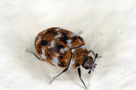 do i have a carpet beetle infestation