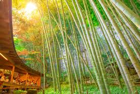 Alternative Bamboo Forests In Japan
