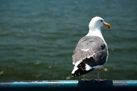 the lifespan of seagull birds pets on
