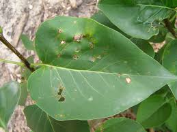 Actually known to plant pathologists by the complete name of lilac bacterial blight, this disease is caused the dark black streaks on one side of young shoots show the progression of the disease. Leaf Spot Diseases Of Trees And Shrubs Umn Extension