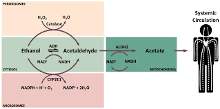 alcohol derived acetaldehyde exposure