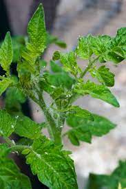 How To Keep Aphids Off Tomato Plants