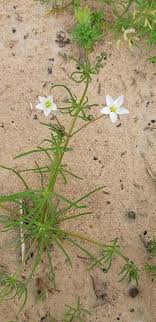 Spergula morisonii Boreau, Morrison's spurrey (World flora) - Pl ...