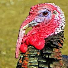 While wild turkeys only have one close relative, the. Bluemarblecitizen Com