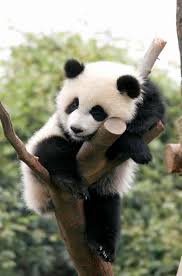 adorable than a cute panda