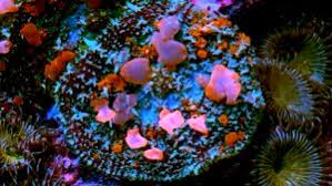 Hr paint splatter eclectus mushroom sale price: Coralcavecanada Products Reef 4 Sale