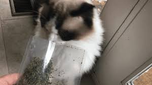 catnip ain t the only plant that ll
