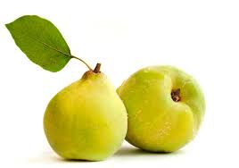 forbidden fruit may have been a quince