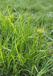 How To Kill Nutsedge In Lawns And Gardens
