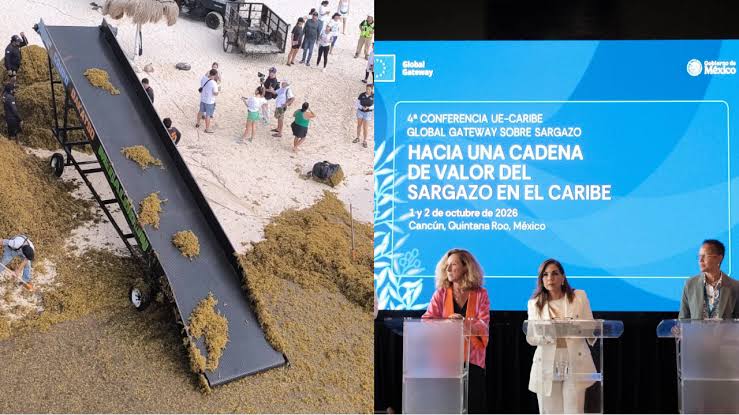Sargazo que impacta al Caribe Mexicano podría alcanzar 80 millones de toneladas en el Atlántico en 2027