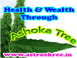 Ashoka Tree How To Take Benefit As Per Astrology