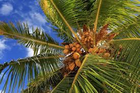 coconut palm | Tree, Scientific Name, Uses, Cultivation, & Facts |  Britannica