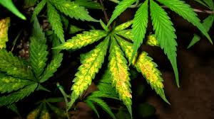 Nutrient Knowledge Marijuana Plant Nutrient Deficiency