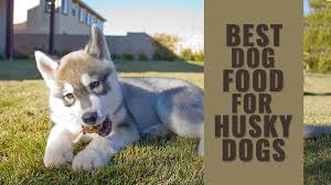 Husky Feeding Guide Best Dog Food For Husky Dogs Petmoo