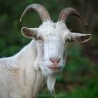 billy goat image / تصویر