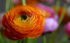 Image result for orange flower
