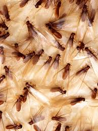 how does rain effect termite behavior