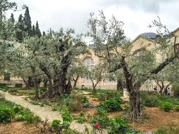 garden of gethsemane what to see in